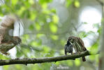 Glaucidium passerinum