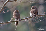 Glaucidium passerinum