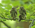 Glaucidium passerinum