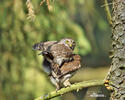 Glaucidium passerinum