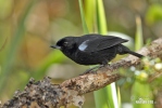 Glossy Flowerpiercer