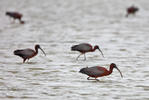 Glossy Ibis