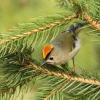 Goldcrest