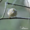 Goldcrest