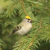 Goldcrest