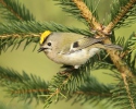 Goldcrest