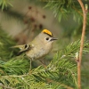 Goldcrest