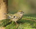 Goldcrest