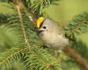 Goldcrest