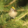 Goldcrest