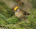 Goldcrest