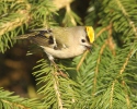 Goldcrest