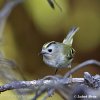 Goldcrest