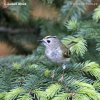 Goldcrest