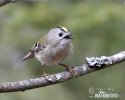 Goldcrest