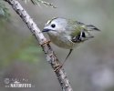 Goldcrest