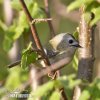 Goldcrest