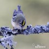 Goldcrest