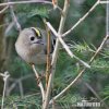 Goldcrest