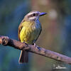 Golden-crowned Flycatcher