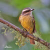 Golden-crowned Flycatcher