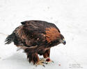 Golden Eagle