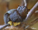 Golden-handed Tamarin