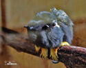 Golden-handed Tamarin