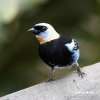 Golden-hooded Tanager