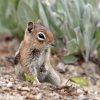 Golden-mantled Ground Squirrel