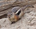 Golden-mantled Ground Squirrel