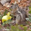 Golden-mantled Ground Squirrel