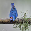 Golden-naped Tanager