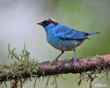 Golden-naped Tanager