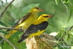 Golden Oriole