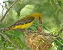 Golden Oriole