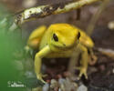 Golden Poison Frog