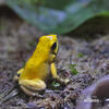 Golden Poison Frog