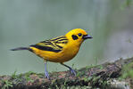 Golden tanager