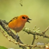 Golden tanager