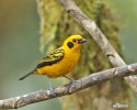 Golden tanager