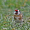 Goldfinch