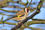 Goldfinch
