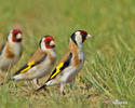 Goldfinch