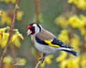 Goldfinch