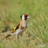 Goldfinch