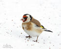 Goldfinch