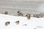 Goldfinch