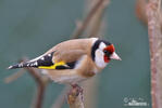 Goldfinch