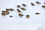 Goldfinch